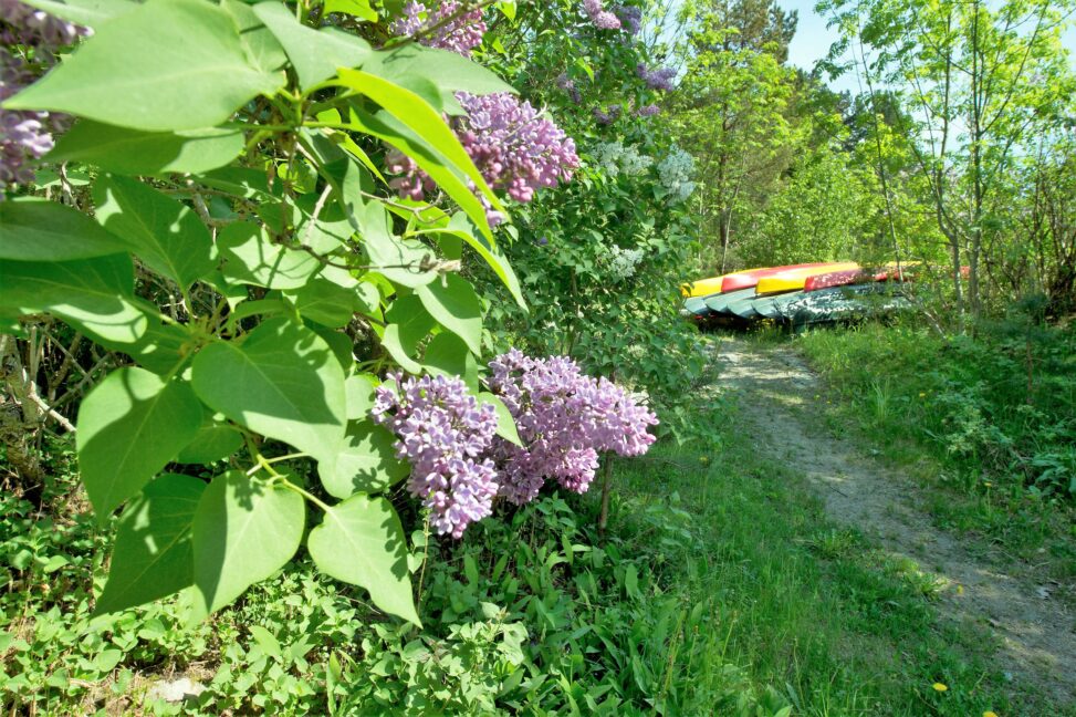 En sti gjennom skogen med blomster og b&aring;ter